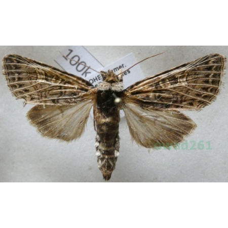 Sideridis reticulata (Goeze, 1781) Czech100k